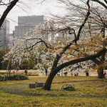 Mindfulness and seasonal changes, Spring Meditation