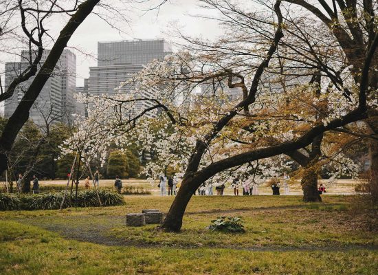 Mindfulness and seasonal changes, Spring Meditation